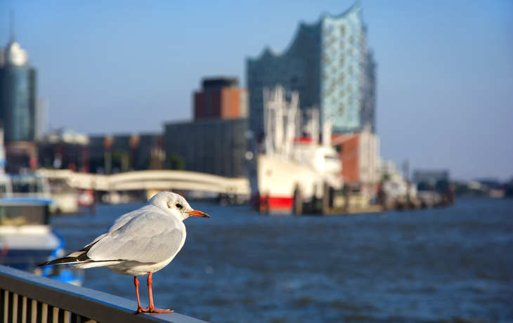 Möwe vor der Elbphilarmonie im Hamburger Hafen.