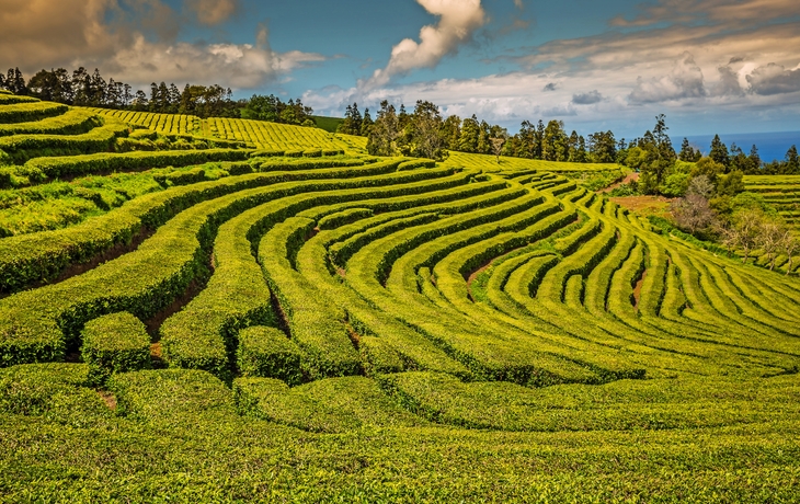 Teeplantage auf São Miguel