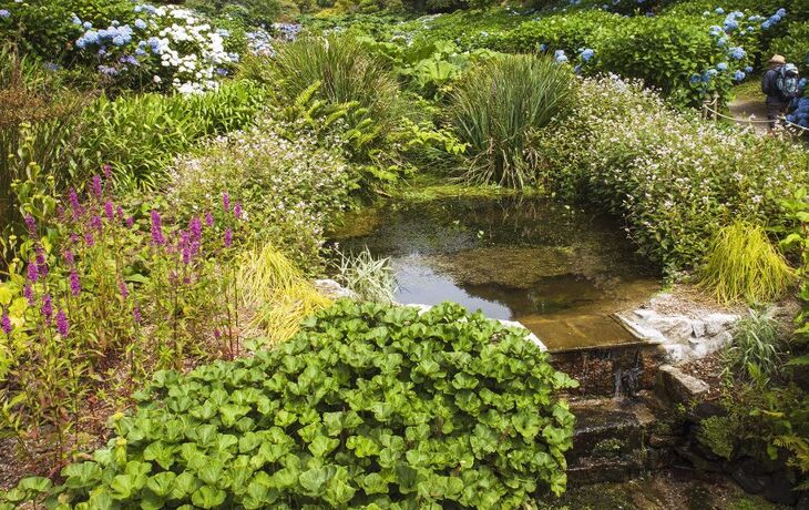 Trebah Gardens,Cornwall