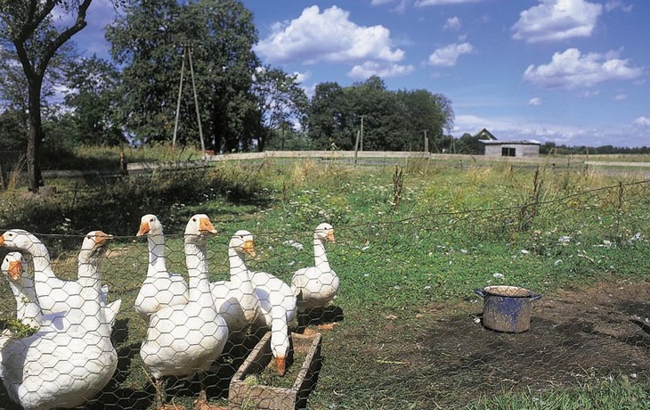 Gänse - Masuren